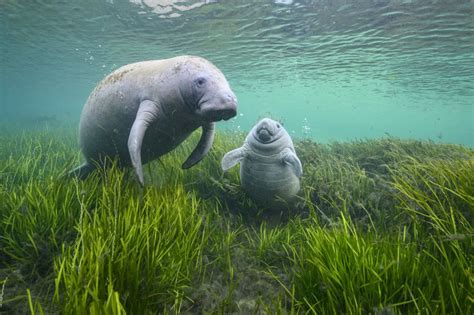  The Blue-Eyed Manatee - Bir İkilem ve Bir Çözüm: Umut ve Kabullenme Hikayesi mi?