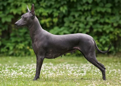  The Xoloitzcuintli Rüyalar ve Yolculukların Gizemli Koruyucusu: Bir Meksika Folk Hikayesinin İncelemesi