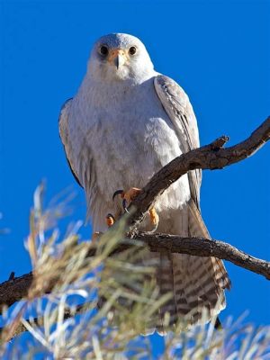  The Grey Falcon! Bir İngiliz Halk Hikayesinin Gizemli Yolculuğu