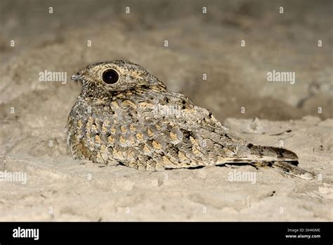  The Nightjar's Nest!  A Mystical Tale of Nature, Love, and Loss From 21st Century Mexico.