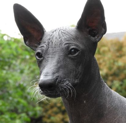  Xoloitzcuintli’nin Sırrı: Cennette Bekleyen Sadık Bir Arkadaş ve Ruhsal Yolculuğun Sembolü mü?